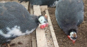 Jak a čím krmit perličky: režim, jídelníček a pravidla krmení